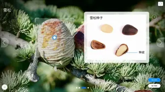 Download Video: 【生物】裸子植物和被子植物