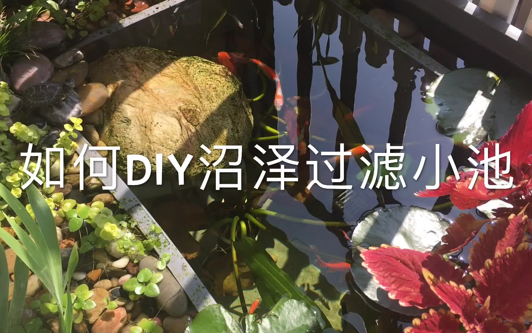 如何DIY沼泽过滤迷你池哔哩哔哩bilibili