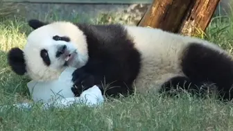 Скачать видео: 小五头枕冰块侧躺着真的太可爱啦！