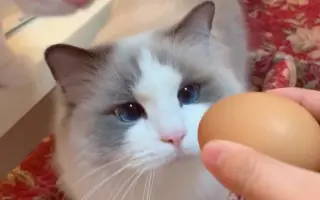 魅力猫_ 搜索结果_哔哩哔哩_Bilibili