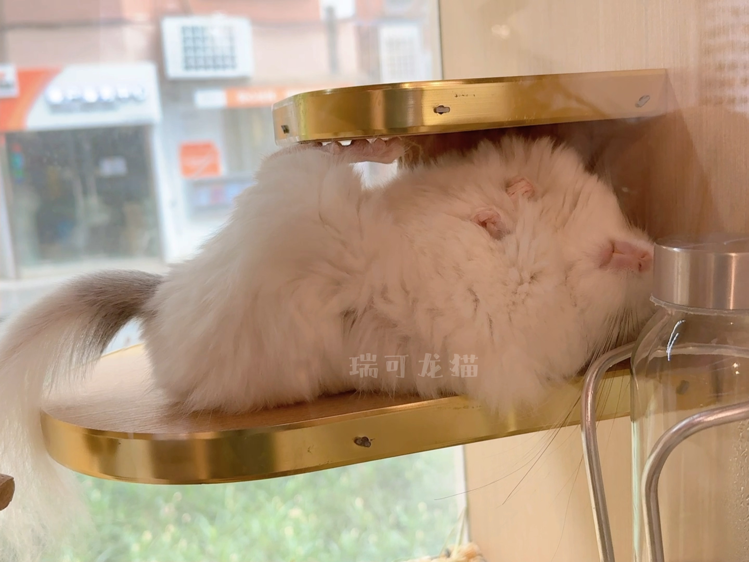 听说这种睡姿的小龙猫都是性格比较活泼的