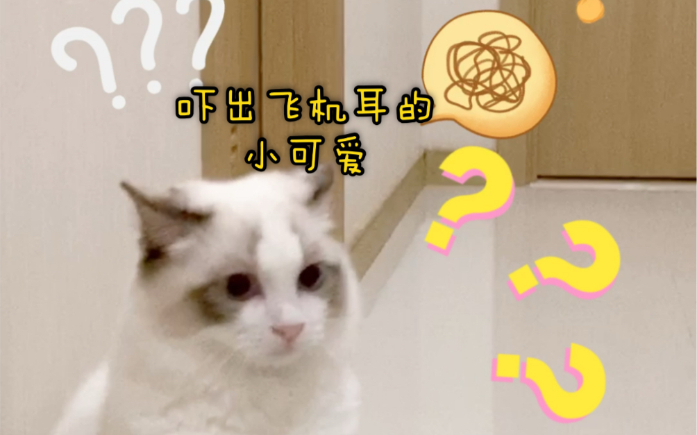 【布偶猫】吓出飞机耳的小可爱～太萌啦～家里墙壁打孔原音,可能会有