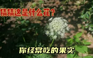 Download Video: 猜猜这是什么植物？它的果实有营养你几乎每天吃，但花却很少见！