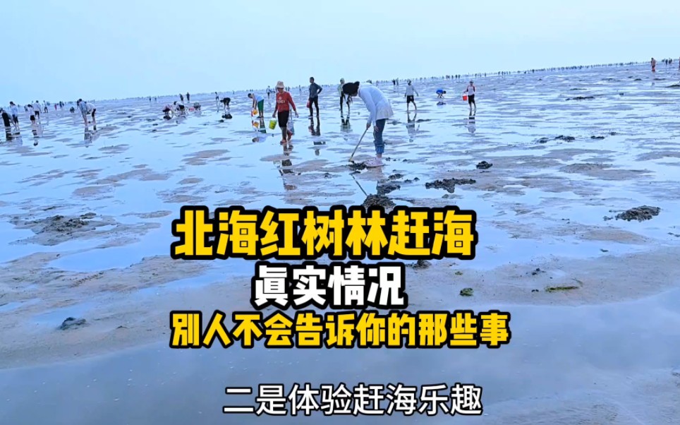 [图]北海红树林赶海的真实情况分享，没人会告诉你的那些事，赶海必备