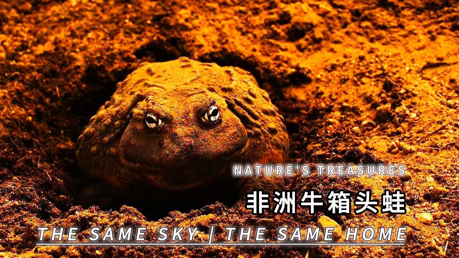 非洲牛箱头蛙,一种什么都敢吃的蛙类