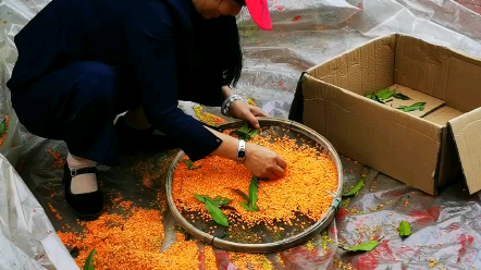 [图]秋天 桂花飘香的日子 打桂花