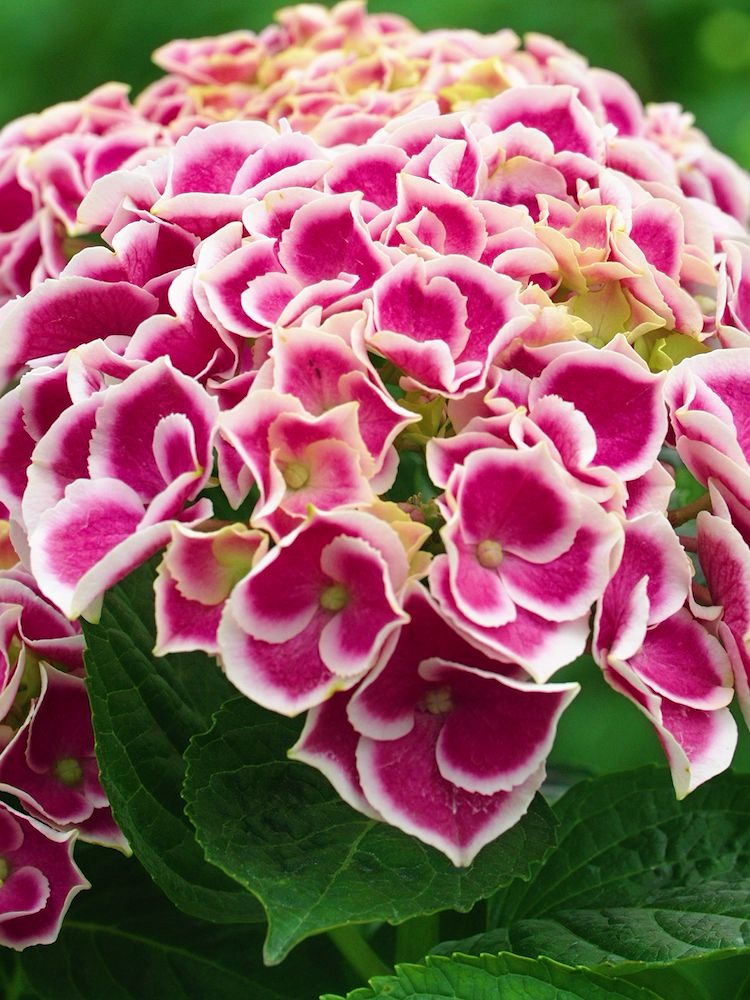 绣球中的胭脂扣风华绝代的粉红女郎