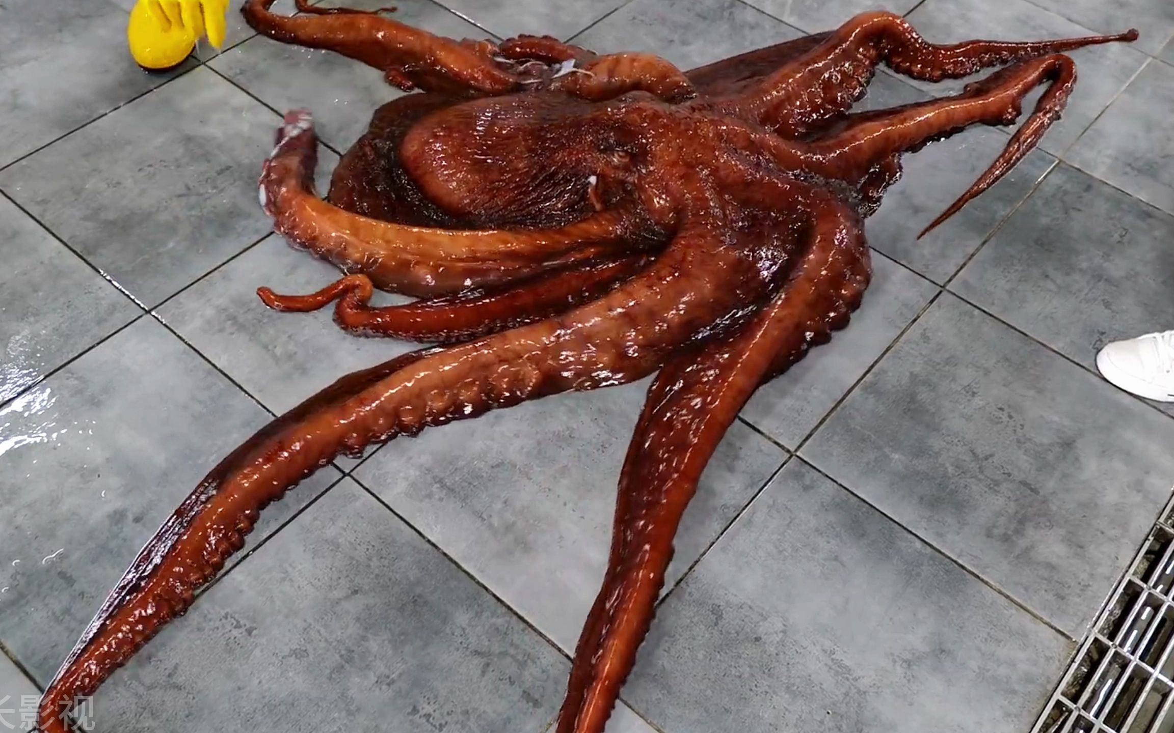 巨型章鱼 真实图片