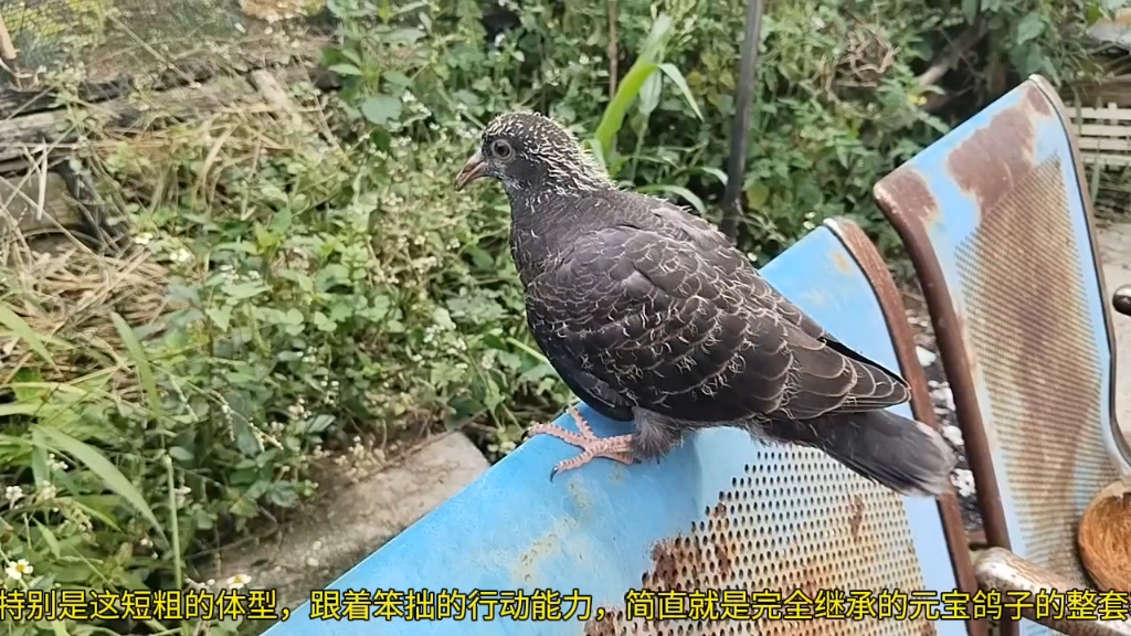 元宝鸽子配对斑鸠杂交繁殖实验成功了,后代出壳二十二天了