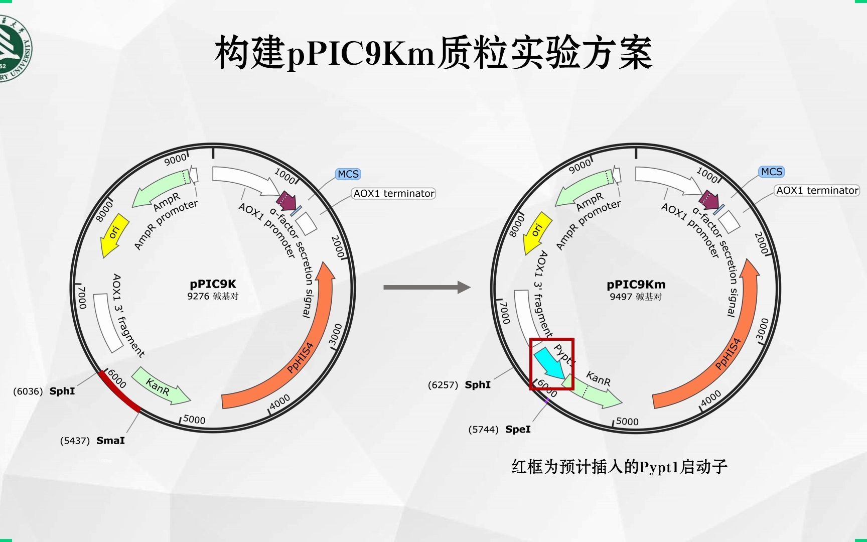 【北京林业大学】本科毕业论文答辩基于ADE2报告基因的毕赤酵母蛋白表达系统构建哔哩哔哩bilibili