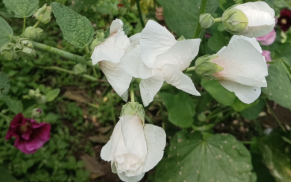 蜀葵花海花墙,黄秋英向日葵野花,梨树结果圆圆滚滚,江水气泡杨铁叶子三叶草哔哩哔哩bilibili