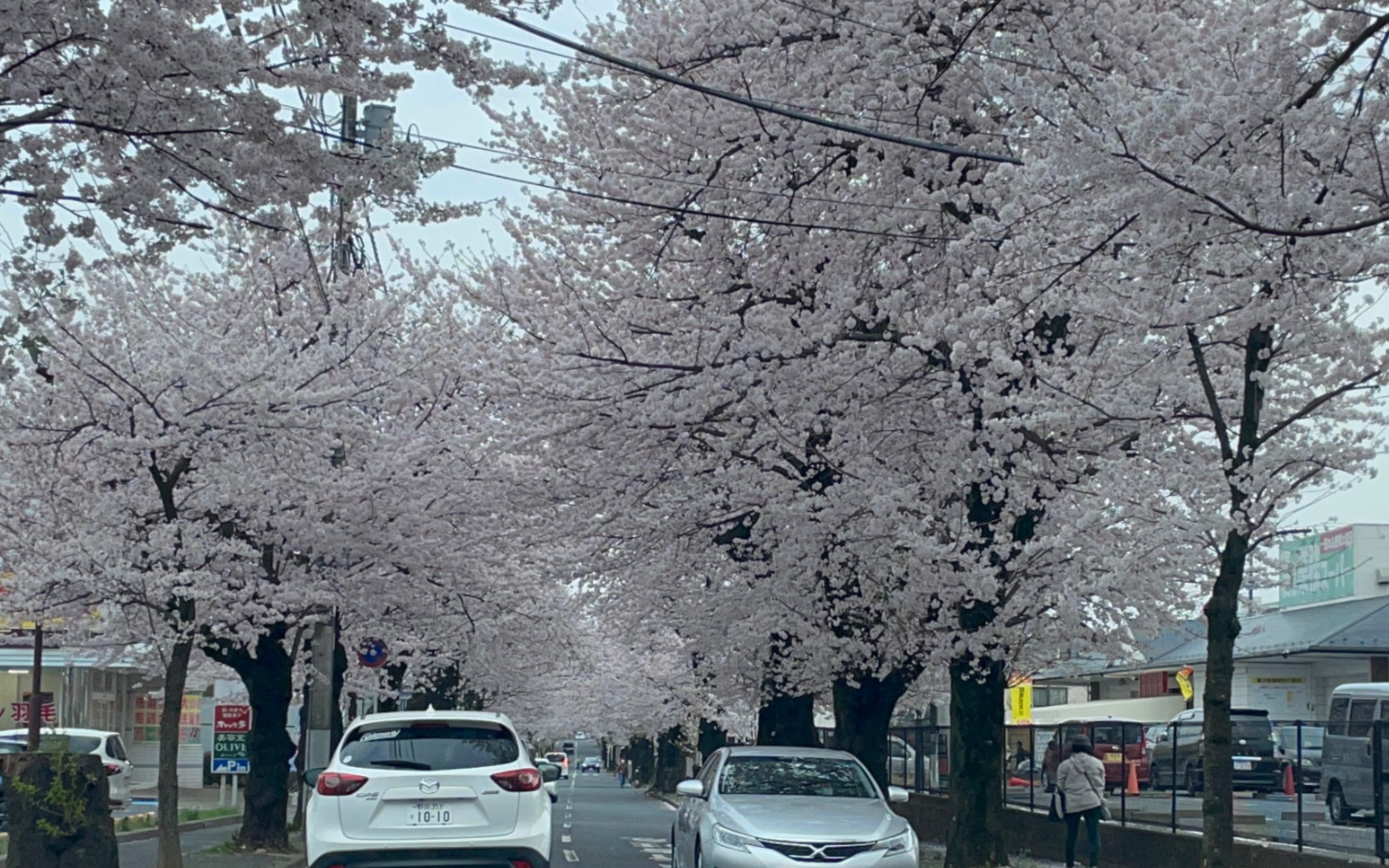 [图]【日本游】一整条路的樱花/日本の桜道by常盤平