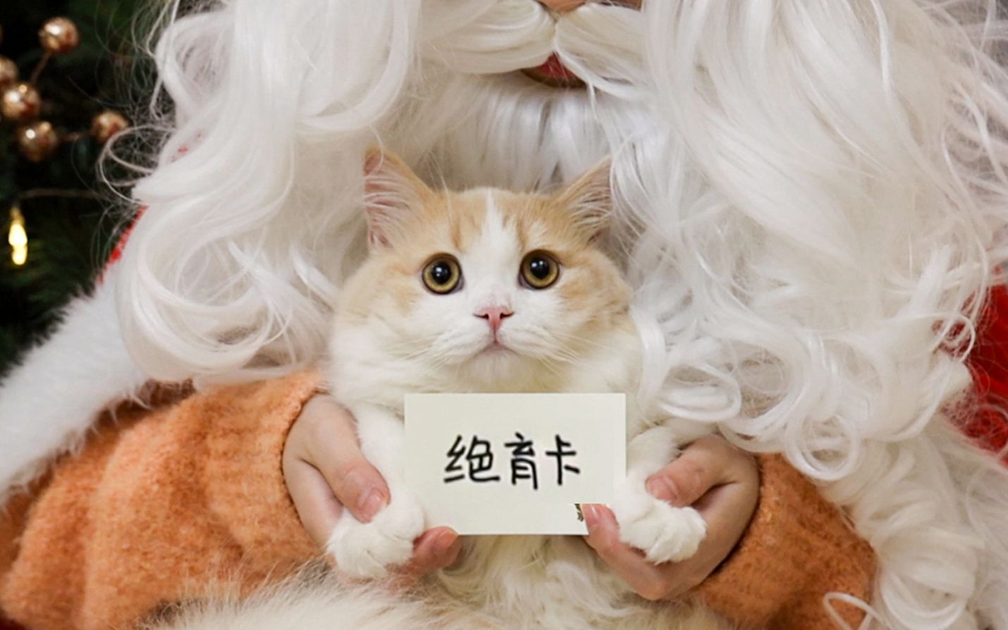 [图]过完圣诞过元旦，过完元旦就割蛋！猛猫落泪！【花花与三猫】