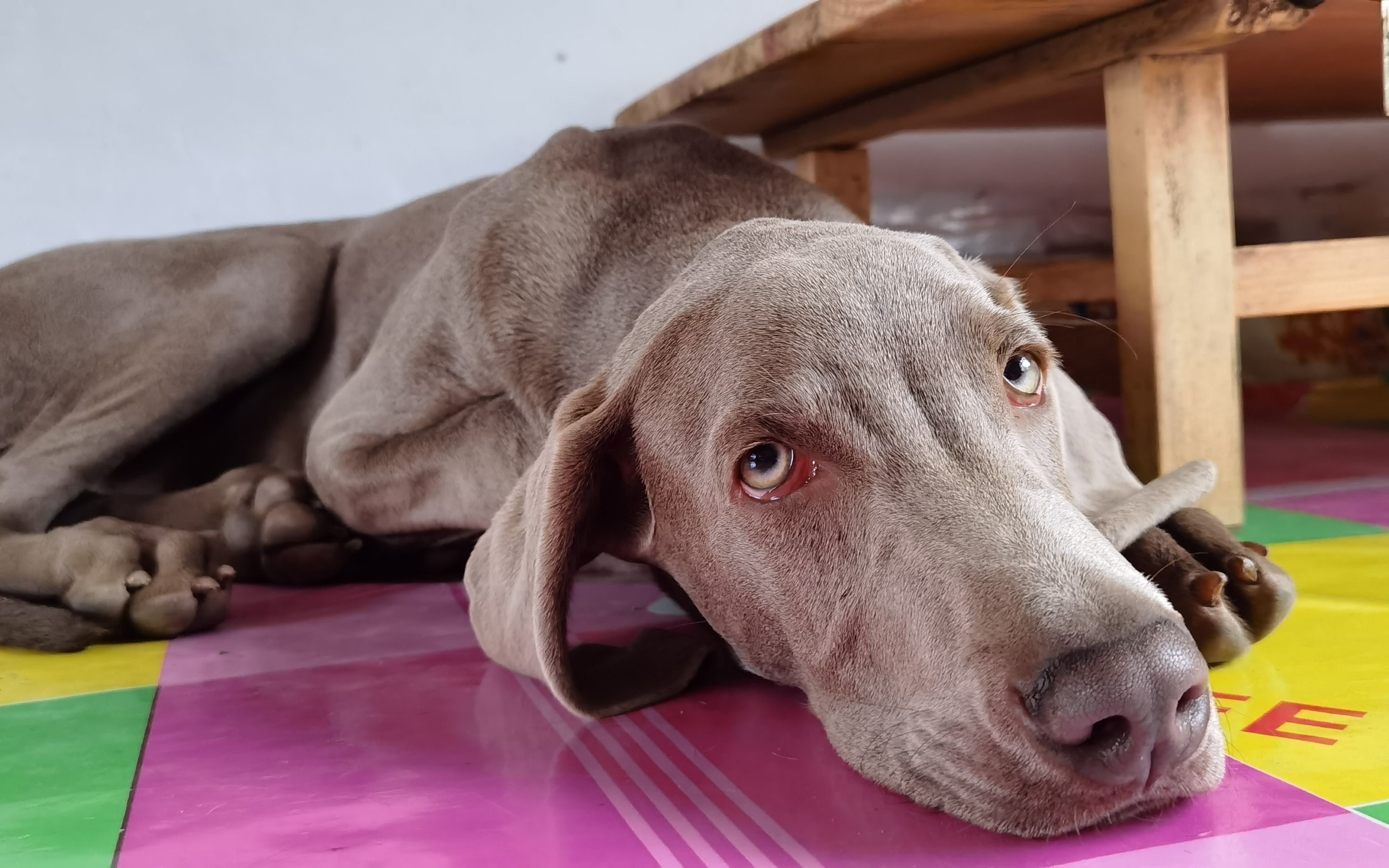 魏玛犬太吓人,睡觉的时候翻白眼还不停的抽搐!
