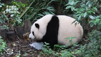 7.28总算看到无敌可爱的花花大侧脸，下了滑滑梯不知悄悄的玩啥，叶子也越来越俊了