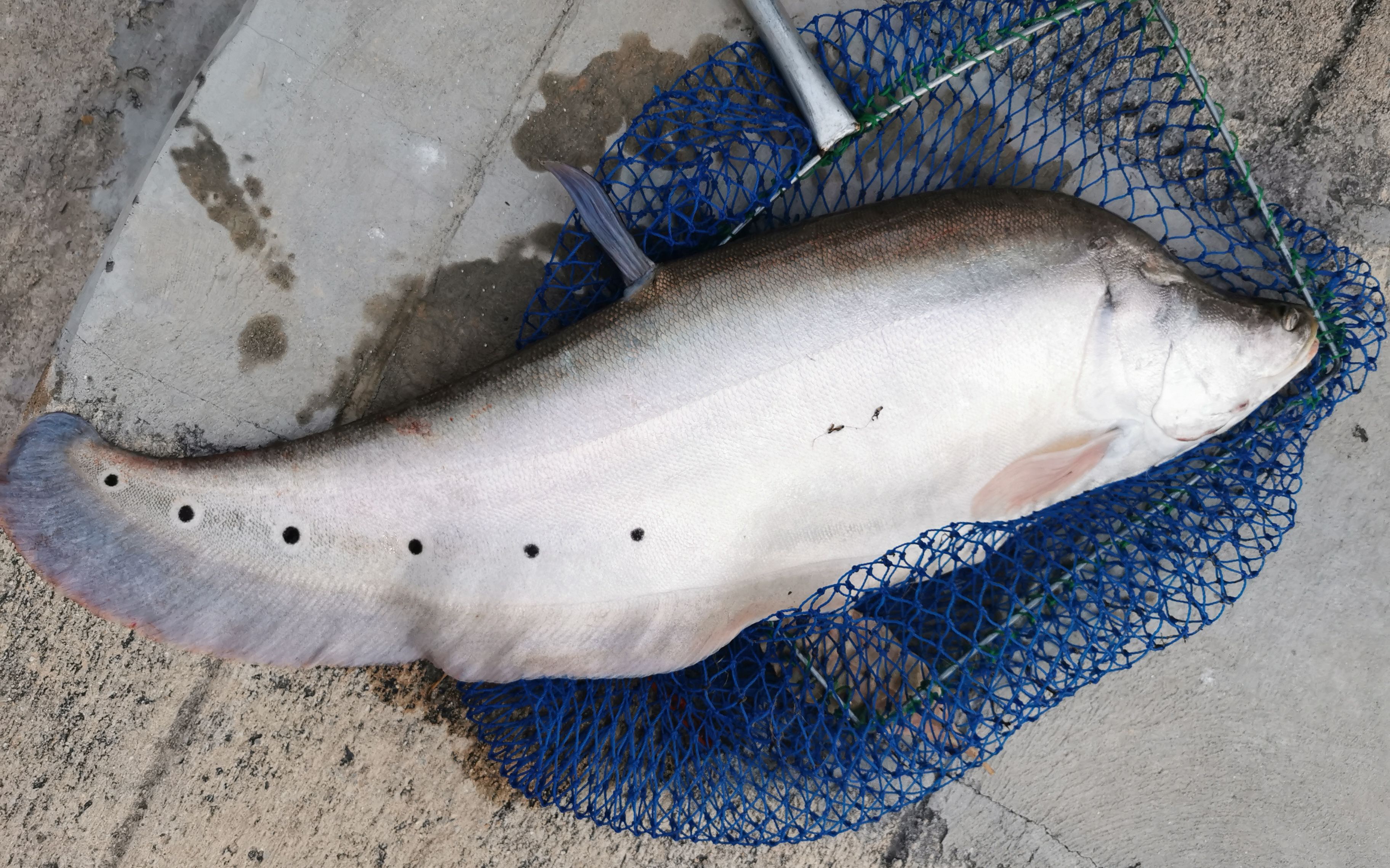 解锁弓背鱼【eagle 泰国路亚-262120222222232121