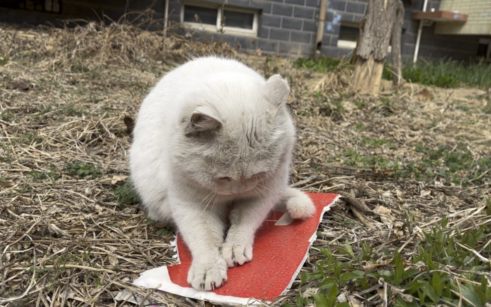 摩拳擦掌的小猪猪哔哩哔哩bilibili