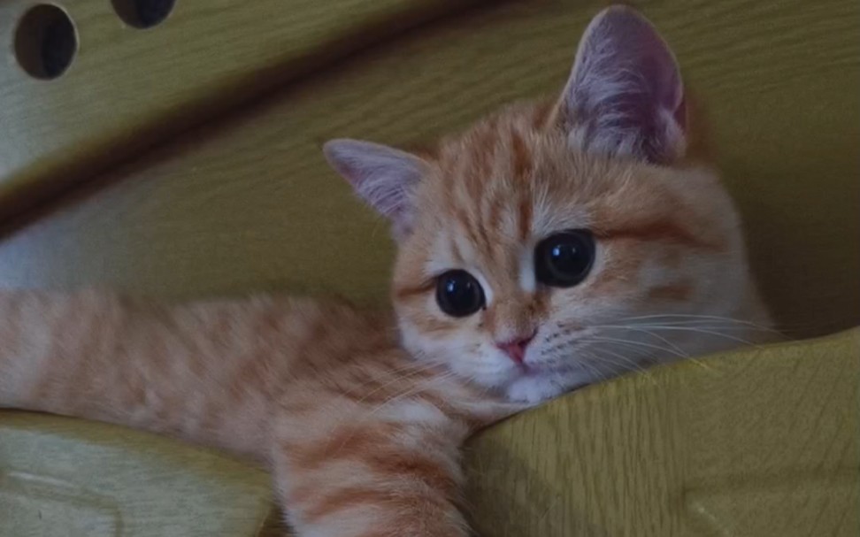 五月宝宝,你躺的好安逸,猫咪果然是软体动物
