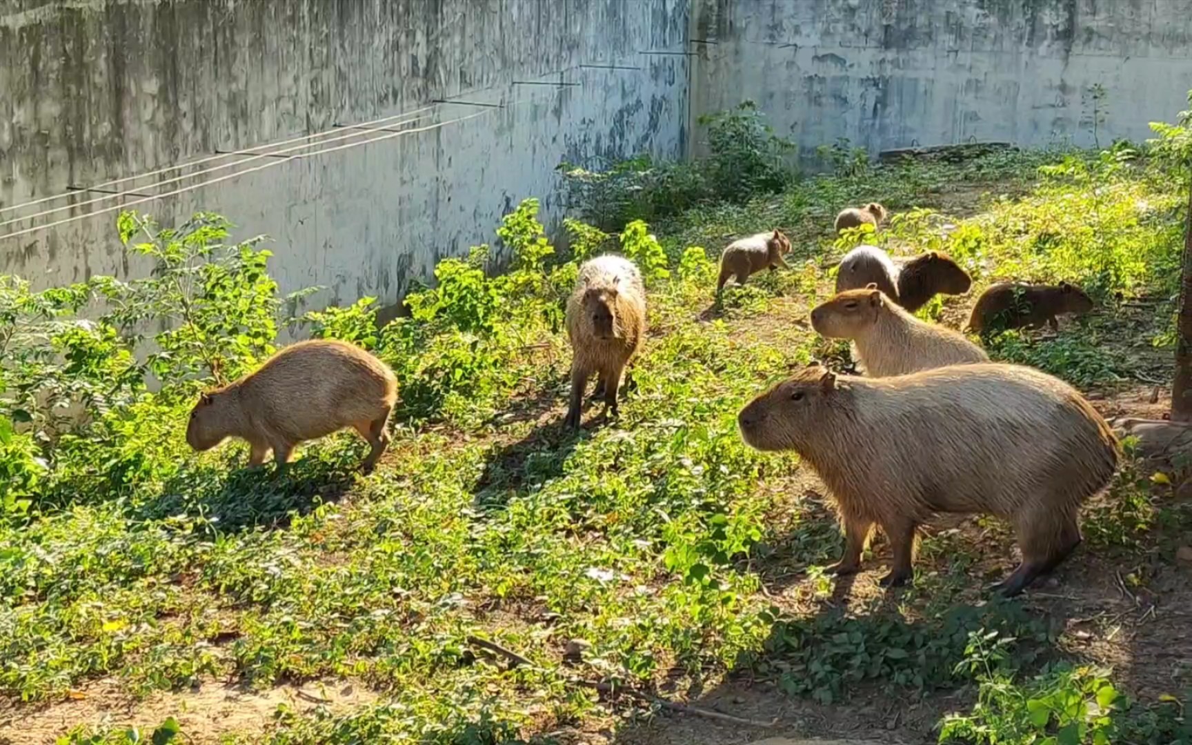 【合肥市】合肥野生动物园,成人票35元一张,里面的水豚很活泼,一惊一乍的跑来跑去,哈哈~哔哩哔哩bilibili