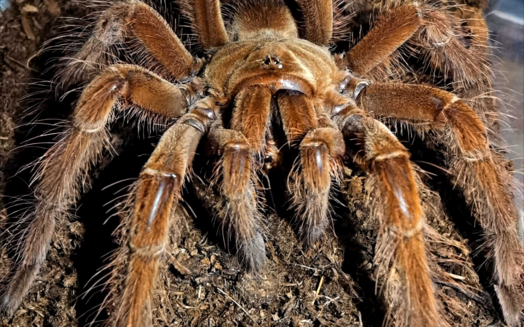 世界最大捕鸟蛛之一喂食视频