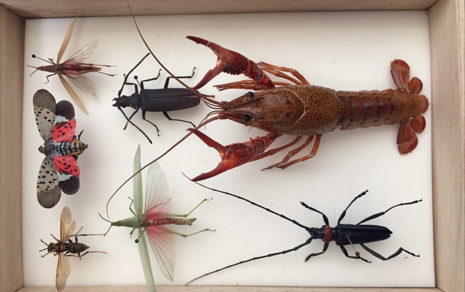 小龙虾和几种昆虫标本