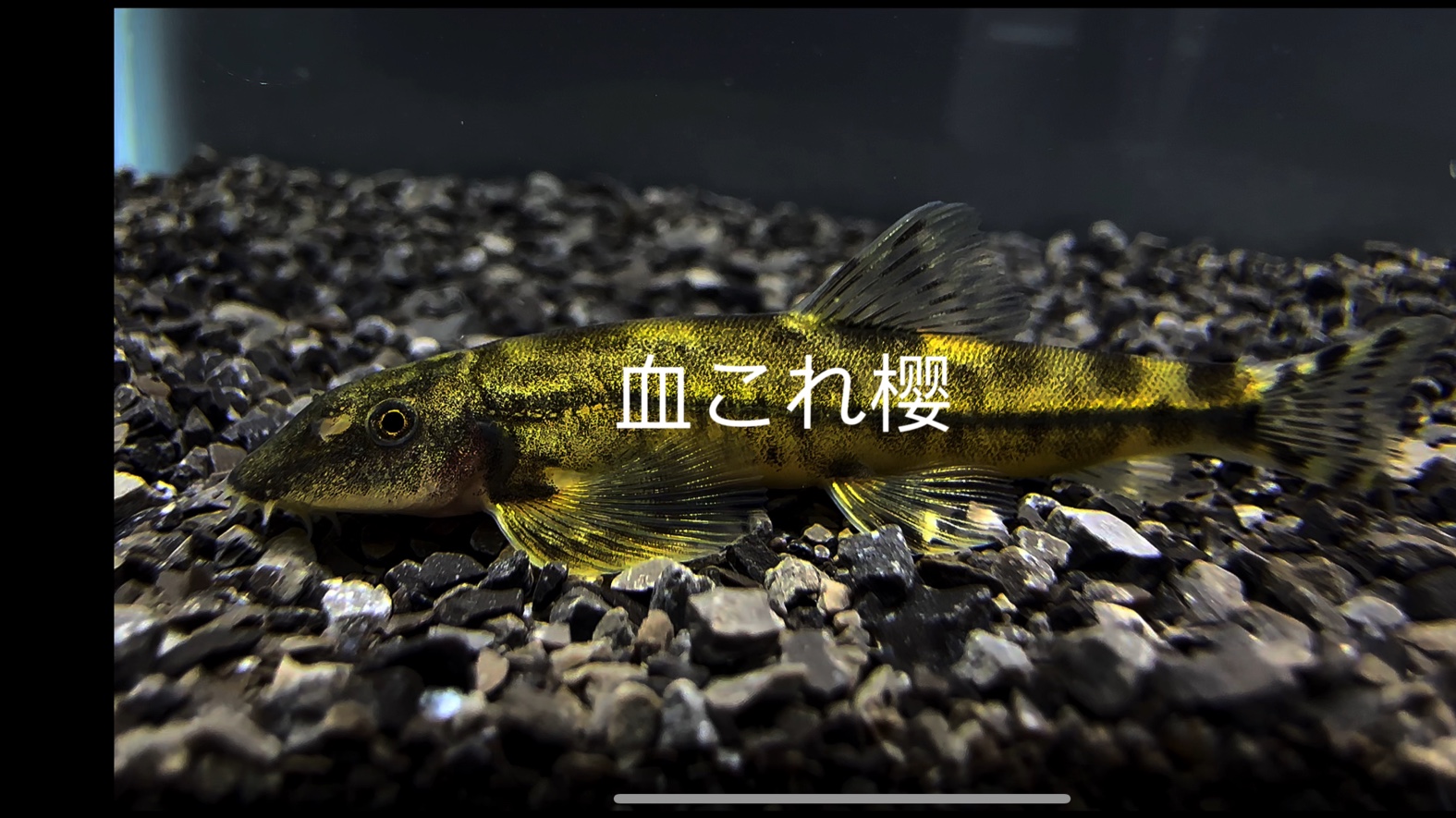 少鳞缨口鳅(Crossostoma paucisquama)哔哩哔哩bilibili