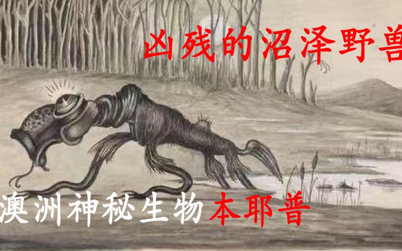 【神秘生物】澳洲凶残水兽本耶普哔哩哔哩bilibili