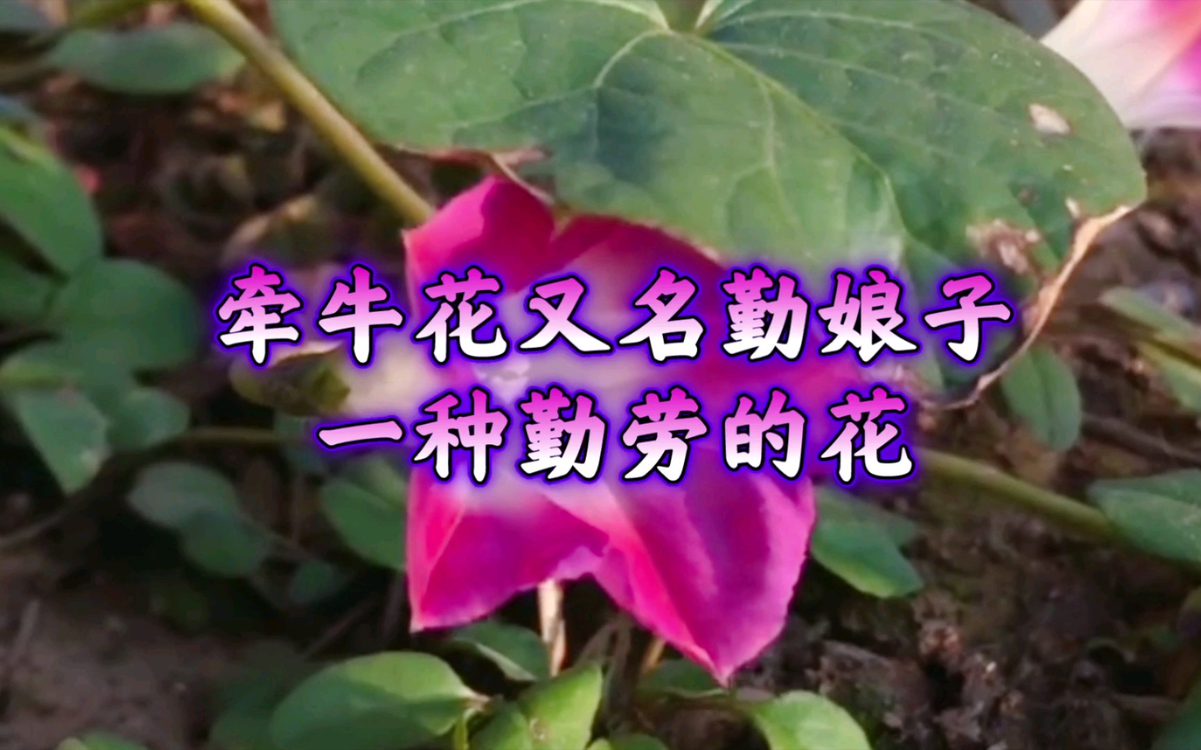 [图]【牵牛花】花开周期短，花语是……