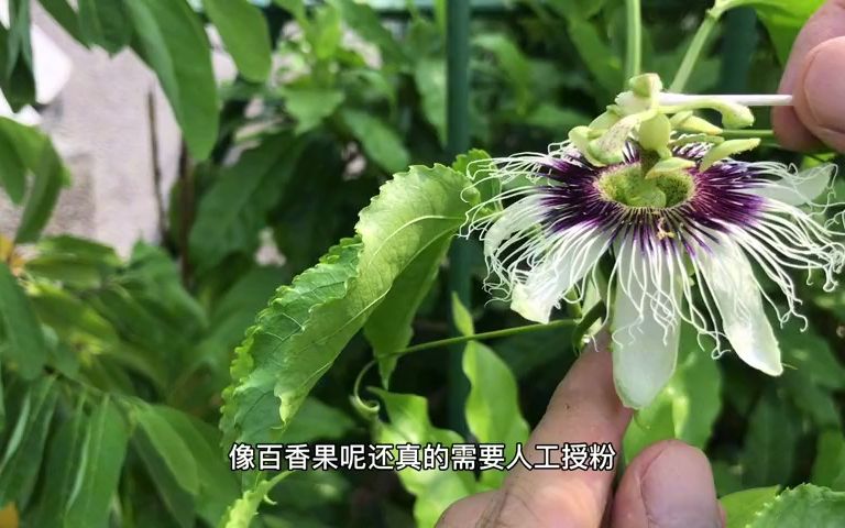 美到惊艳的百香果花,想吃果人工授粉少不了哔哩哔哩bilibili