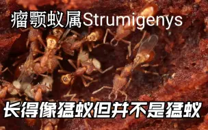 Download Video: 会和其它蚂蚁共生的冷门蚁种——瘤颚蚁Strumigenys