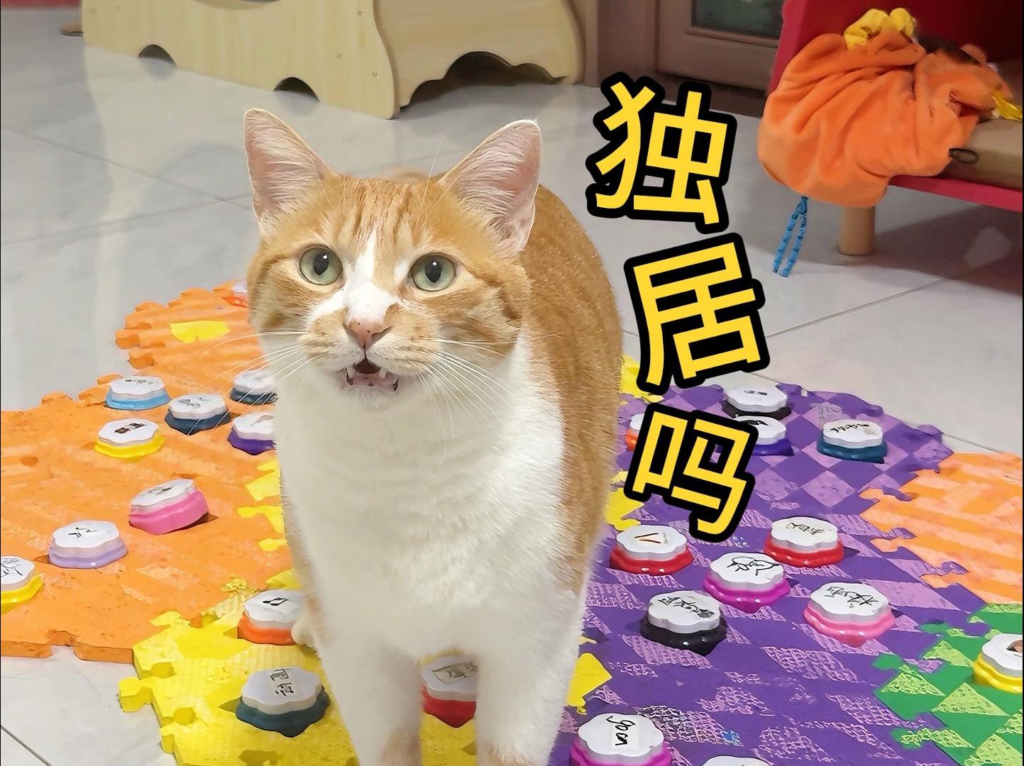 似乎并不是所有猫咪都爱独居?哔哩哔哩bilibili