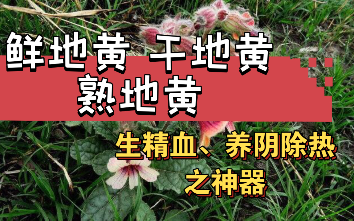 鲜地黄的功效与作用(鲜地黄:补肾养血,提高免疫力)