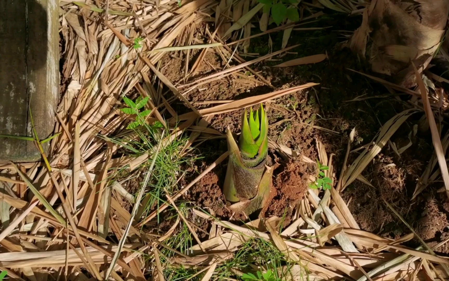 竹子长新芽