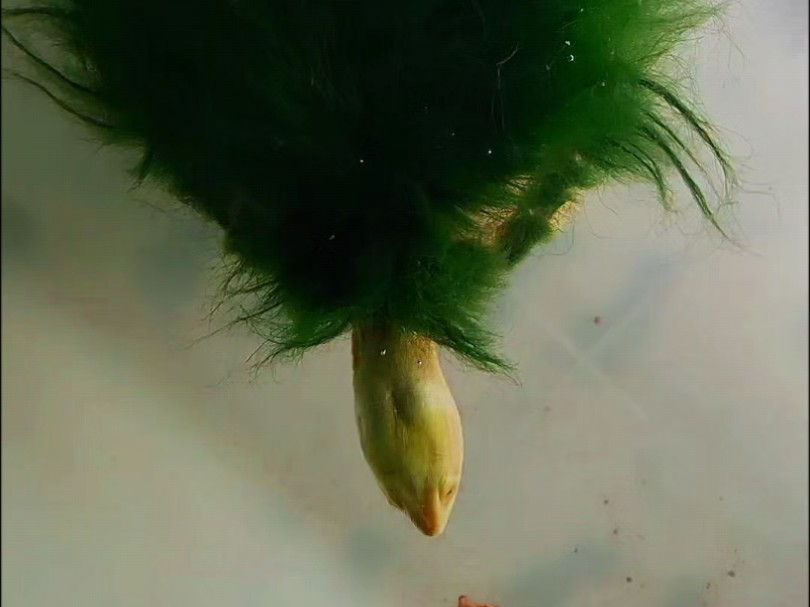 绿毛龟水中活翡翠蕲龟