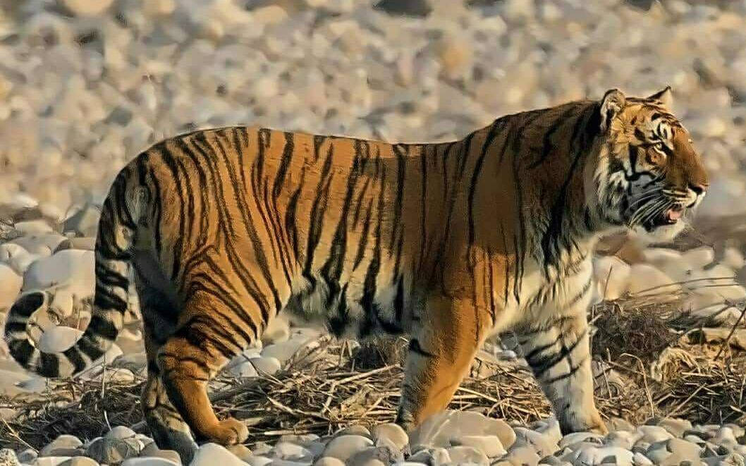 科比特保护区一头巨大的雄虎_哔哩哔哩_bilibili