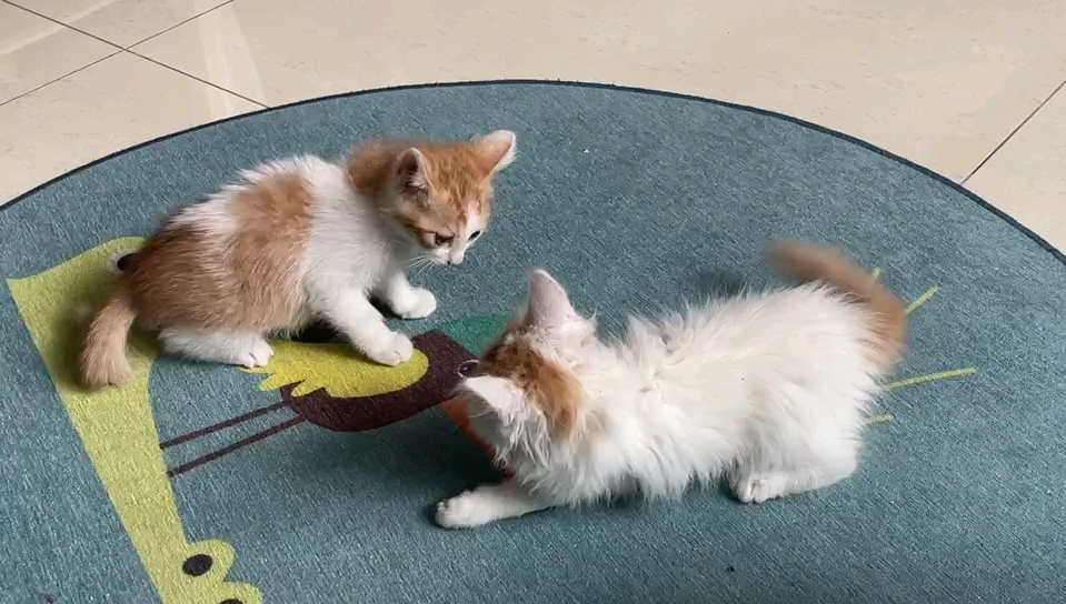 两小只一公一母,北京无偿领养,橘白小奶猫