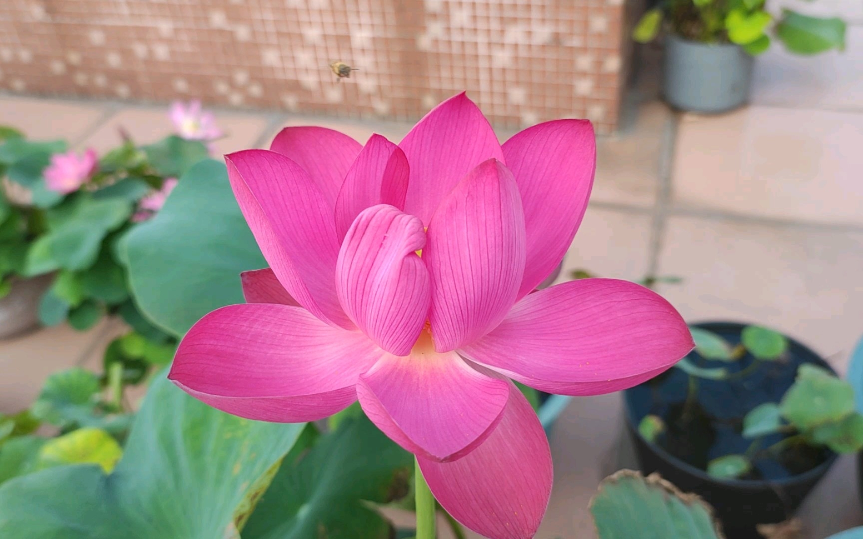 【碗莲】一盆紫仙九号(紫烟云歌)