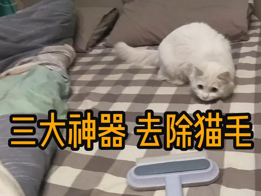 [图]【纯白狮子猫】除毛大作战！！请问大家都是怎么除猫毛的？