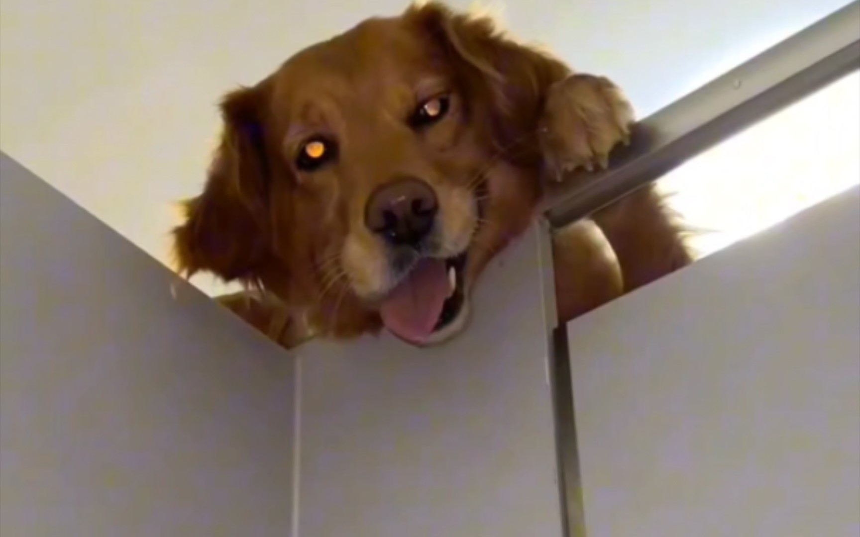 狗子的心思都写在脸上了