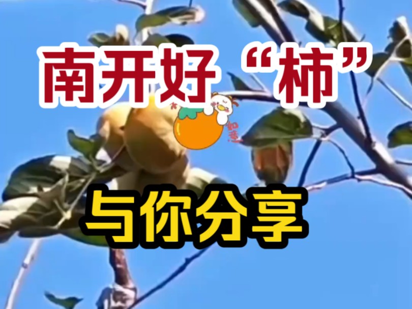 秋意渐浓,好“柿”发生哔哩哔哩bilibili