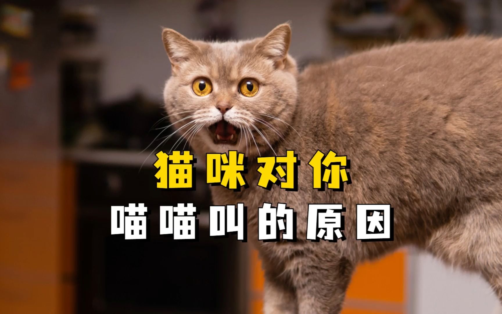 猫咪对你喵喵叫,其实就这几个原因哔哩哔哩bilibili