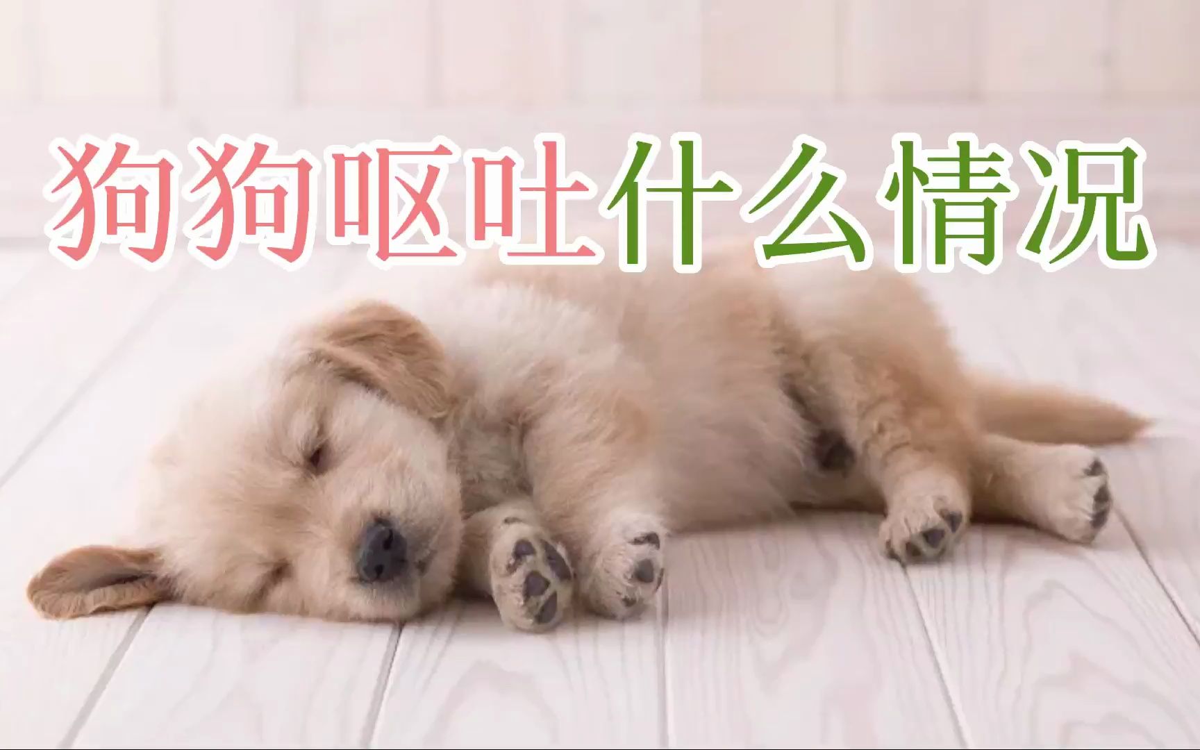 狗狗呕吐什么情况哔哩哔哩bilibili