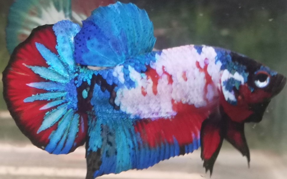 这样才算满色星河射线尾将军斗鱼泰国斗鱼