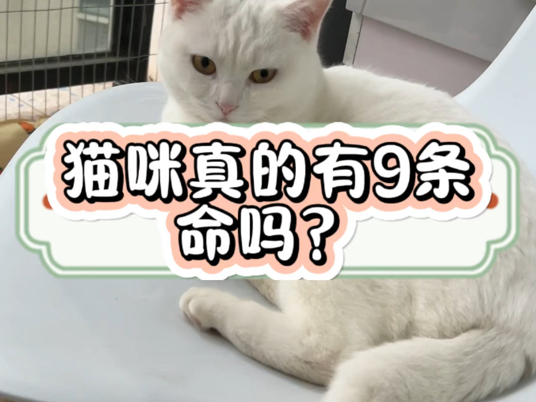 猫咪真的有9条命吗?哔哩哔哩bilibili