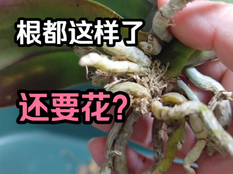 【蝴蝶兰】摇头苗法国斑 剪梗换盆&偏干养【深海边际】