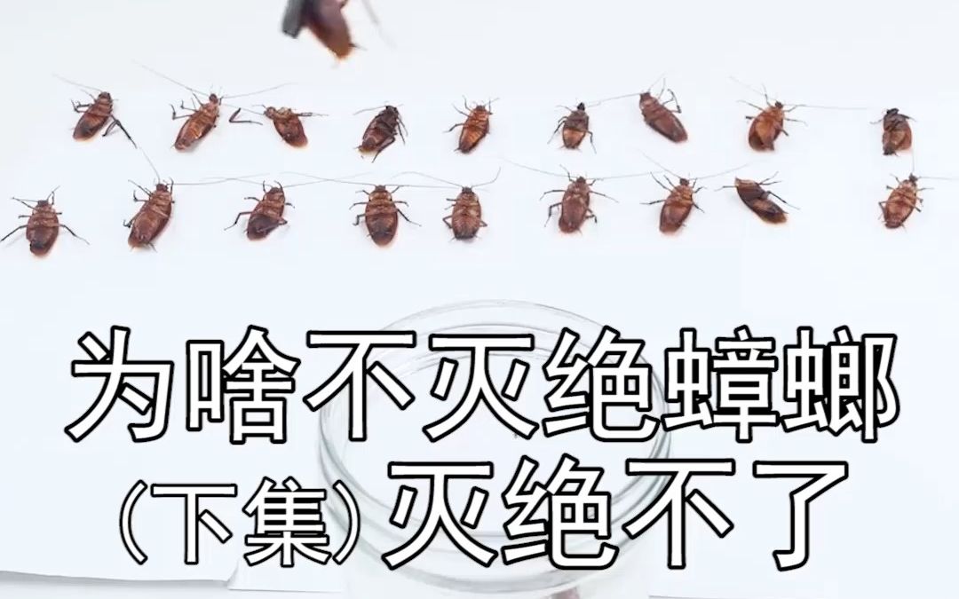 人类为什么不灭绝蟑螂?其实以人类现有的手段,根本灭绝不了蟑螂哔哩哔哩bilibili