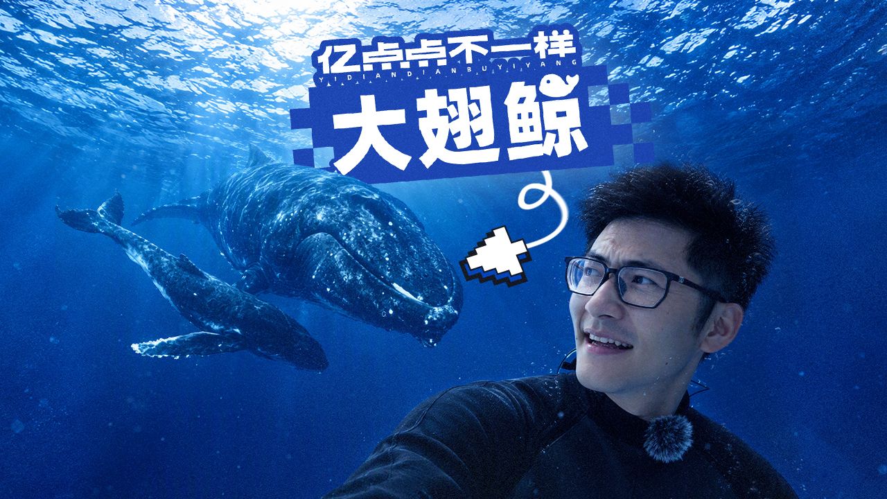 我们拍到了大翅鲸！