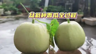 Download Video: 怎样用花盆种香瓜？吃剩的香瓜籽扔花盆里，3个月实现香瓜自由