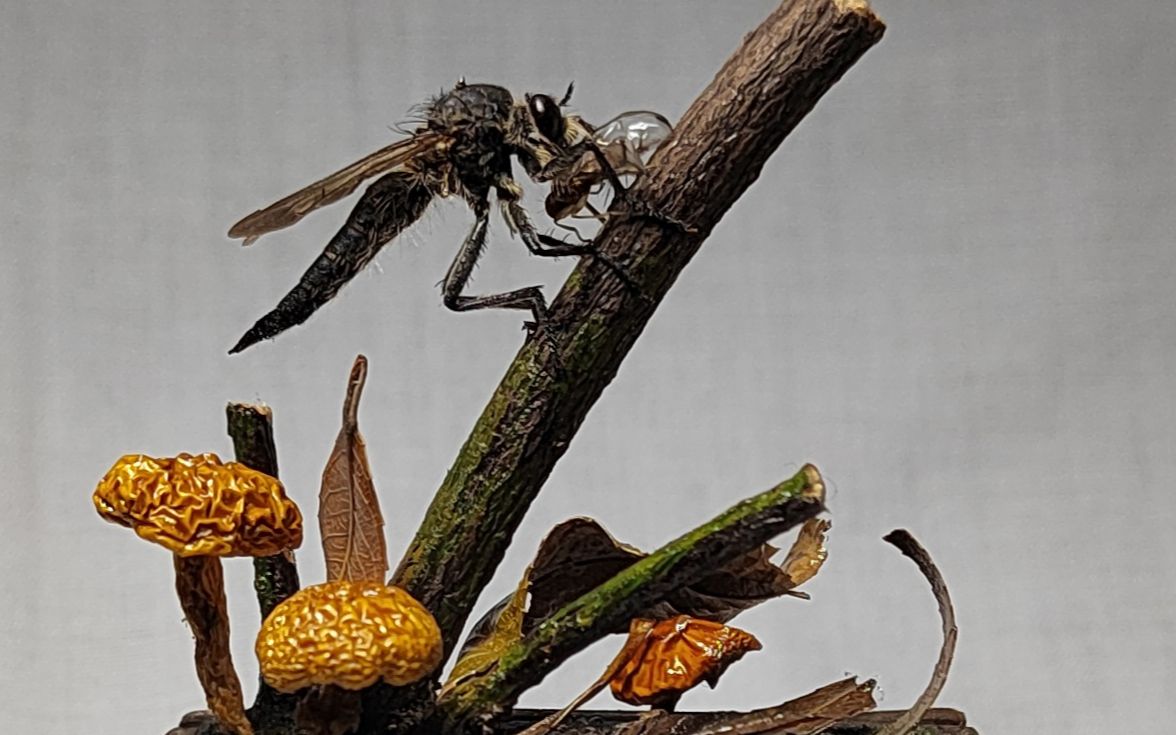 【食虫虻生态标本】沉浸式标本制作,你还记得夏天乱飞的大蝇子吗?