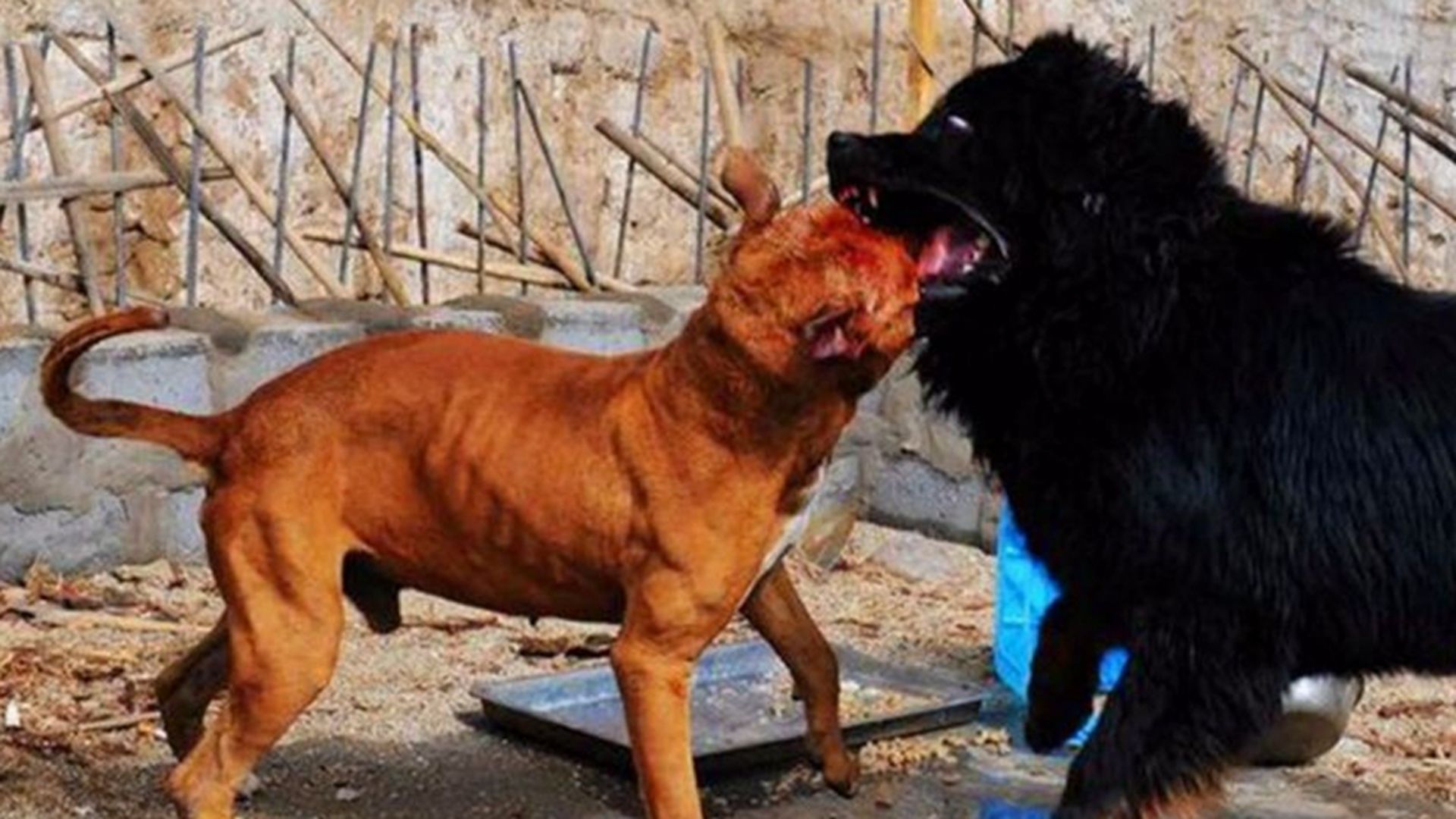 美国比特犬大战中国纯种藏獒,竟被一招制服,全程死咬不松口